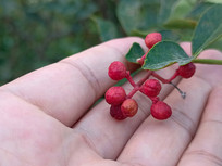 ժʳĺ컨