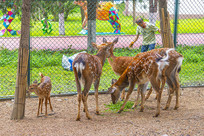 ��ֻ÷��¹��һֻС÷��¹