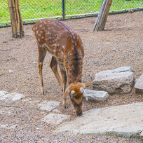 һֻ��ͷ��ʳ��÷��¹