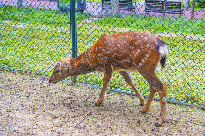 һֻ��ͷѰʳ��÷��¹