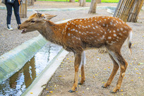 һֻ�����¹�ǵĹ�÷��¹