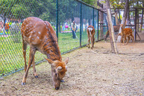 һֻ÷��¹������ֻ÷��¹