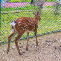 һֻ����ɢ���Ĺ�÷��¹