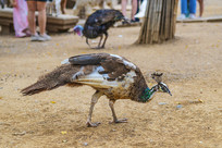 һֻ����������ʳ�Ŀ�ȸ