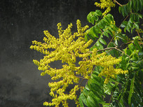 ����Ҷ�����Ŀ�����