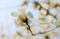 �����Ļ�