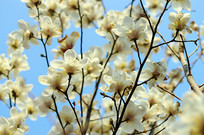 ʢ�����ʻ�