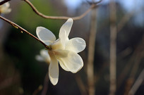 һ��ľ����