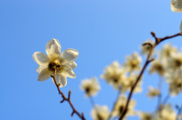 һֻ��ɽľ����