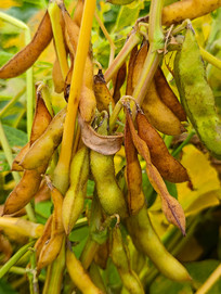 ����ƶ�����