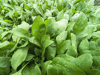 �˵��ﲤ��