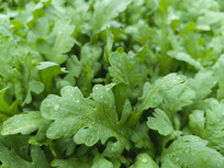 �˵�����