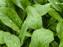 ��Ҷ�˵ز���