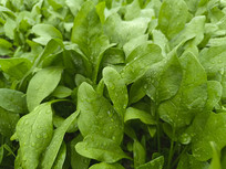 ��Ҷ�۲���