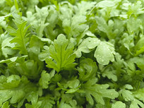 ��Ҷ����