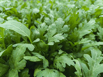 ��Ҷ�����