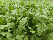 ��Ҷ������