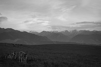 ��ԭ�ϵ�ţ��