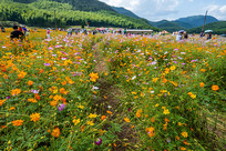 ��������Ӣ����