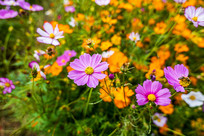 ʢ������Ӣ