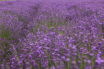 ��ɫ��޹�²ݻ���