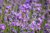 ��ɫ޹�²��ϵ�С�۷�