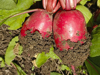 �γ��ܲ�������