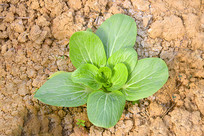 �Ϻ�ũ����