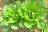 �ɶ�����ũ��˵��Ͱײ�