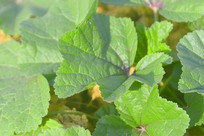 ũ��˵���ֲ�Ķ��Ȳ�