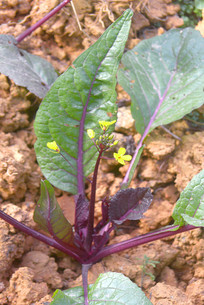 ũ��˵���ֲ�ĺ��Ͳ�̦