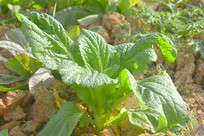 ũ��˵���ֲ�Ľ��