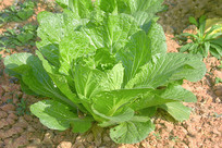 ũ��˵���ֲ�����