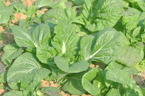 ũ��˵���ֲ���Ͱײ�