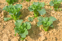 ũ�Ҳ˵���ֲ�İײ� 