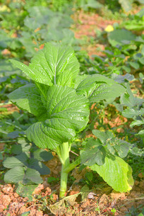 ũ�Ҳ˵���ֲ�Ľ�� 