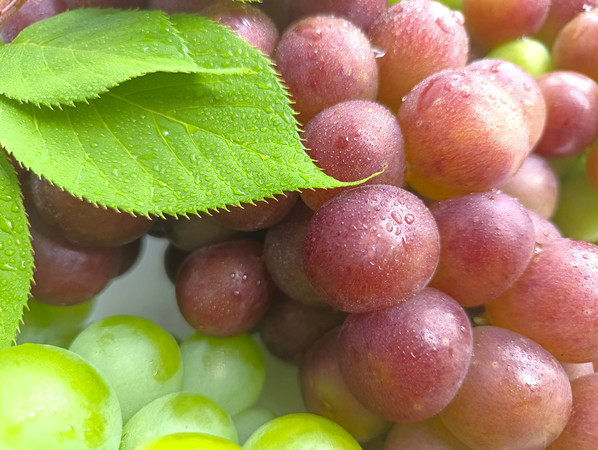 ˮ����Ҷ����