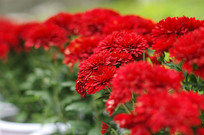 ���ɫ�ľջ�