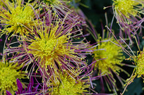 �����Ļ�