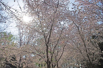 ʢ��ӣ����