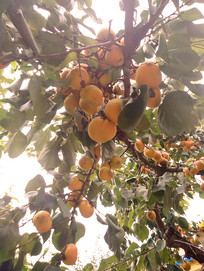 ��ʵ���۵�����