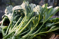 �й����ϵ���Ҷ�߲˶���