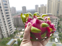 ��ժ������