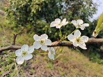 ��ɫ�滨��