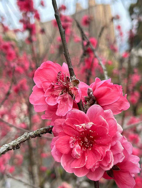 �����һ�ʢ��