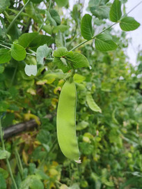 ˫�Ժ�����