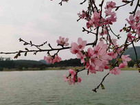 Ψ���ۺ�ɫӣ��