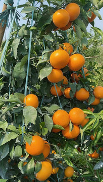 ����԰����