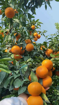 ����԰����