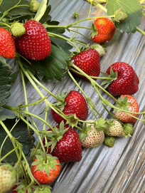 �۲�ݮ���ݮ